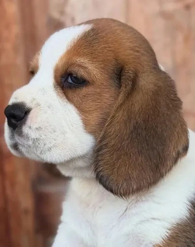 Filhotes de Beagle | Super fofinhos e espertos.