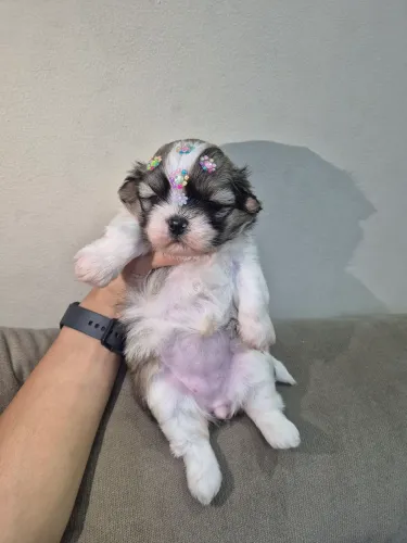 Shitzu femea micro