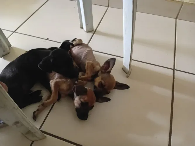 Cachorro pinches 