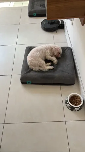 Cama zeedog Zee as