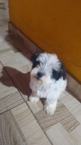 Vendo filhote