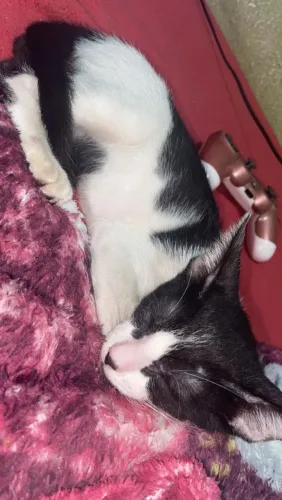 Gato para doação 