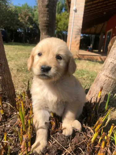 Golden Retriever amigos para sempre