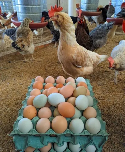 Ovos capoeira - caipira