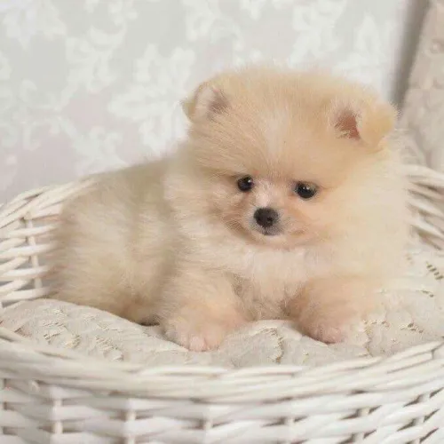Spitz/lulu seu pompomzinho