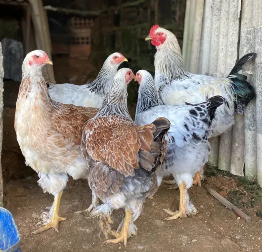 GALINHAS GSB E BRAHMA DARK 