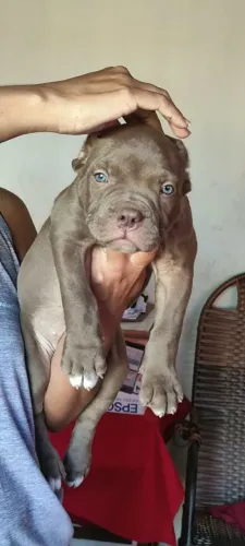 Filhotes de pitmonster com APBT