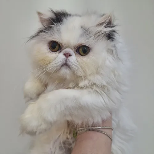 Gatos persa filhotes pedigree 