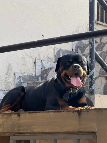 Rottweiler para doação