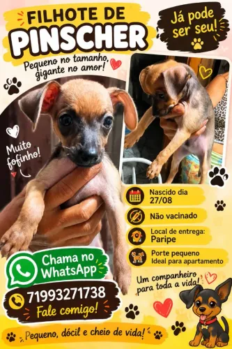 Filhote de pinscher macho