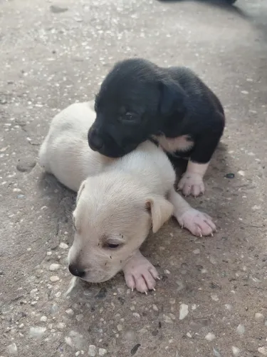 CACHORRINHOS! Doação! 15 DIAS