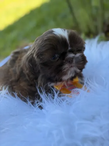 Shih tzu meninos
