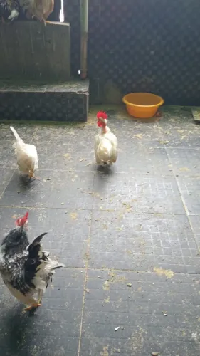 Vendo casal de Garnizé