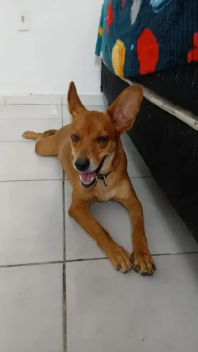 Cachorro para adoção (porte pequeno)