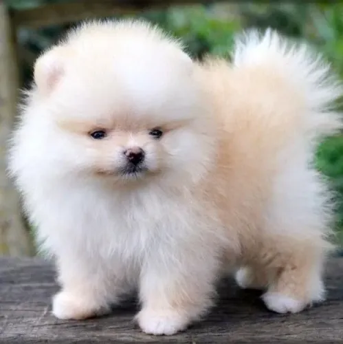O Floquinho Mais Fofo Filhote de Spitz Alemão