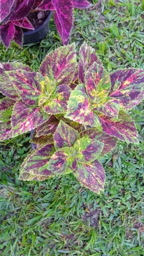 Estacas coleus 