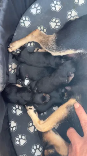 Filhote Pinscher 