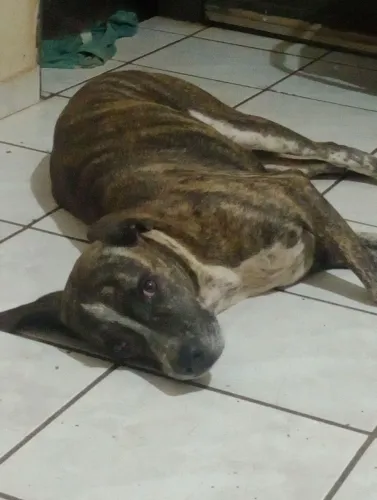 Vendo filhote de cachorro fila brasileiro