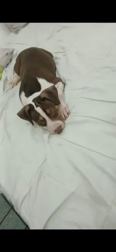 Cachorro Pit Monster