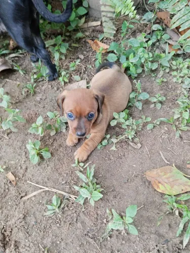 Cachorro