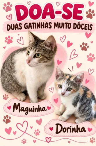 Doação de Gatos