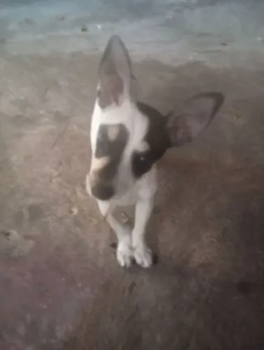 Doação cão 