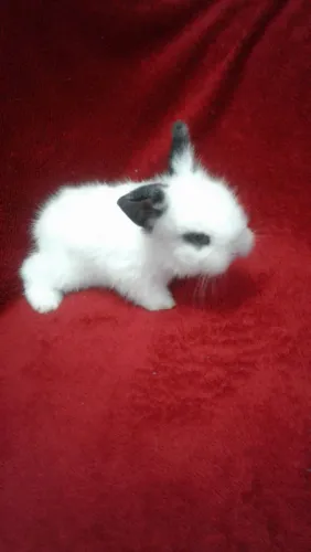 COELHOS MINI LION $80