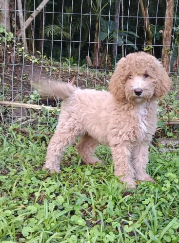 Poodle Gigante últimas fêmeas vacinados 