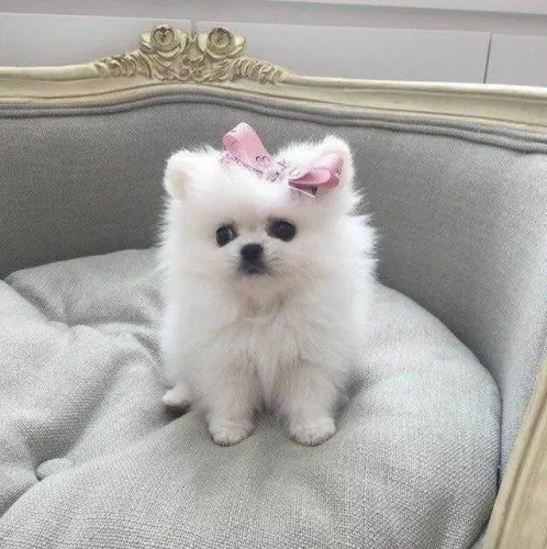 Filhote Spitz Alemão, Leve para casa um pedacinho de felicidade!