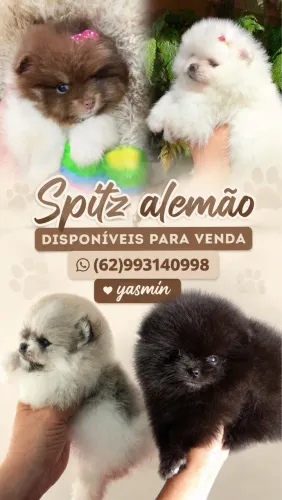 Spitz alemão