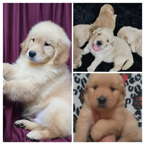 GOLDEN RETRIEVER  - LINDOS FILHOTES COM EXCELENTE LINHAGEM E PEDIGREE CBKC E FCI  !