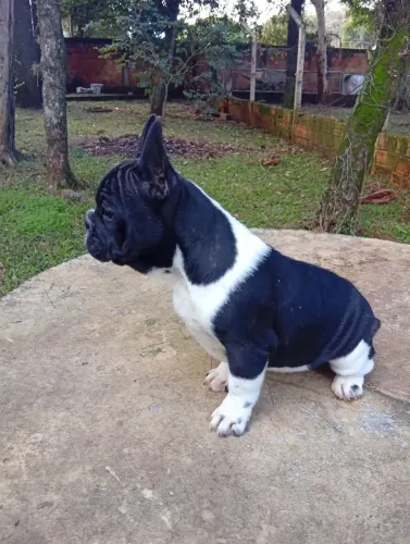 Filhotes de buldogue francês
