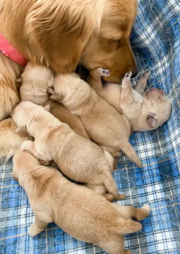 Filhotes golden