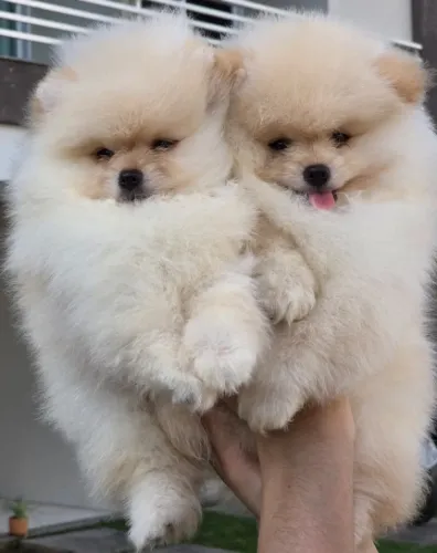 Lulu da pomerania-spitz alemão 