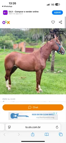Égua quarto de milha + potra 