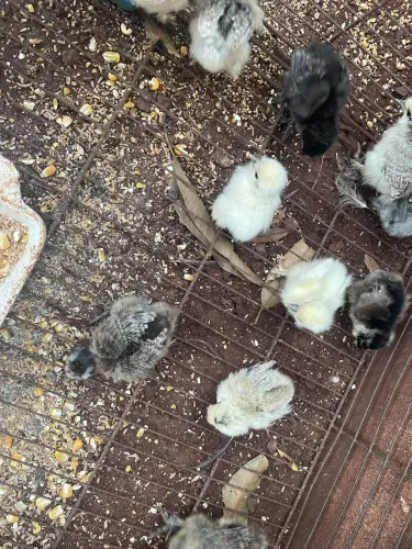 Pintinhos 