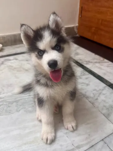 Husky siberiano Esse dog vai deixar suas memórias ainda mais bonitas