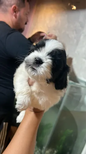Filhote de shihtzu 