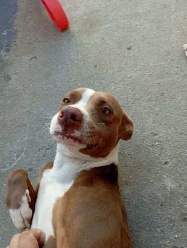 Doação De Cachorra