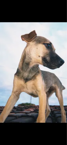 Cachorro para doação 