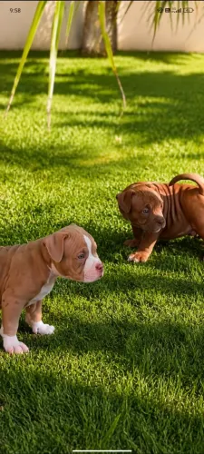 American Bully Micro