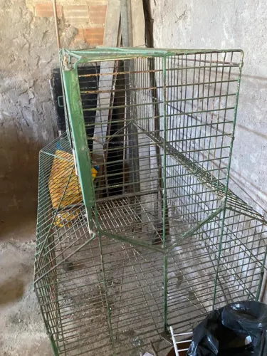 Criatório pássaros 