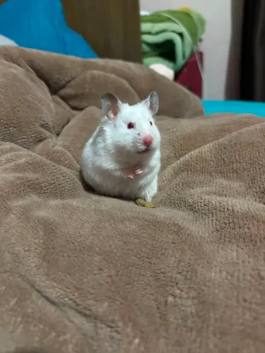 Hamster Sírio Branco Albino + Gaiola Completa e Acessórios