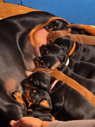Filhote Cachorro Dobermann