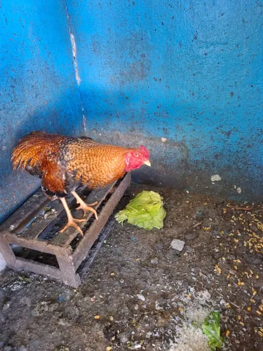 Vendo galo carijo. 