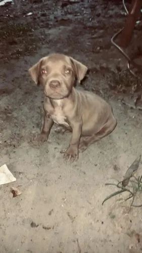 Pitmonster