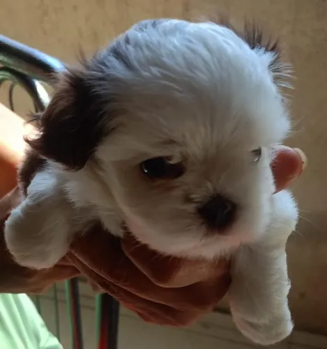 Shitzu mini chocolate 