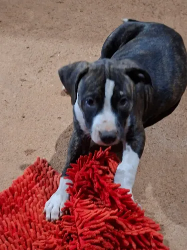 Filhote de pitbull macho