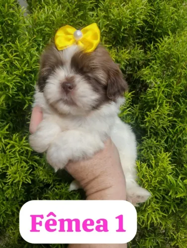 A alegria da sua casa começa com um filhote! shih tzu varias cores