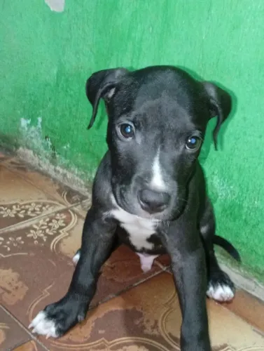 FILHOTE DE PITBULL MACHO À VENDA R$ 300! ?
